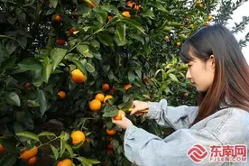 华安半山村：半山沃柑别样甜 漫山橘香引客来图片