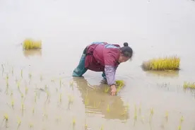 思南：春暖抢农时 多年生稻插秧忙图片