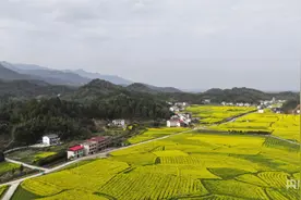 【发现春之美】店门镇：七彩油菜花为乡村旅游“添彩”图片