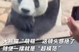 萌化了！大熊猫萌萌随便一摆就是超模范图片