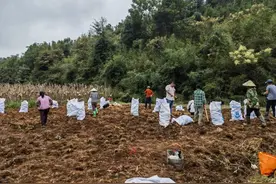 “地里生白玉” 桂阳玉竹大丰收，年产值达9亿元图片