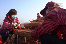 千城百县看中国｜河北临漳：铁棍山药丰收了！图片