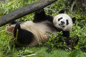 圣迭戈动物园首次发布赴美大熊猫“鑫宝”“云川”照片图片