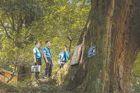 松溪县：守护“绿色宝藏”留住历史与乡愁图片