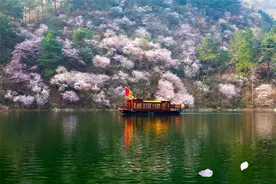 从赏花游到全城游 武汉开启“樱花黄金周”图片