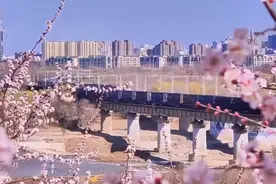 花海虽美，别忘安全！西南郊区铁路沿线“打卡”游客不顾危险穿行图片