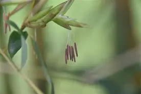 竹子也会开花？竹子开花意味着什么？听听专家这样说图片