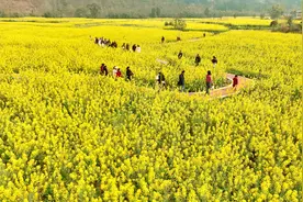 眉山仁寿青岗乡：2000余亩油菜花恣意盛放  ‌图片