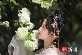 南京明城墙下绣球花开图片