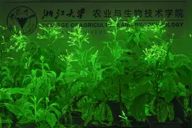 发光牵牛花在海外开售 国产自发光植物还远吗？｜科技观察图片