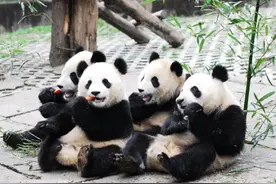雅安：以大熊猫为核心，打造世界旅游新地标图片