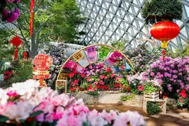 美出新高度！辰山植物园迎春花展即将启幕图片