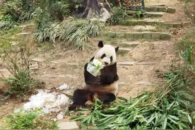澳门大熊猫“健健”“康康”迎来8岁生日图片
