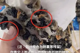 别乱吃！一只可含6000条寄生虫，福寿螺被“伪装”成田螺卖，年销几百吨图片
