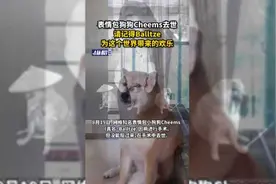 表情包狗狗Cheems去世，请记得Balltze为这个世界带来的欢乐图片