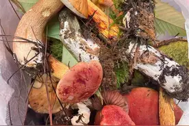 捡菌子咯！昆明周边采菌地图来啦图片