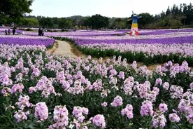 厦门市乡村振兴成效显著：粮食安全、科技创新与和美乡村建设齐头并进图片