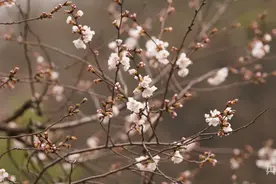 瞰江西！山寺樱花始盛开  赏景正当时图片