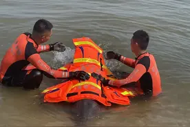 一海豚搁浅，海口海岸警察联合多部门救助图片