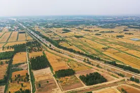 小开河灌区麦收盛景：生态与民生的和谐画卷图片
