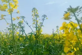 春季高发！上午10时至下午5时，这些阜阳人尽量少出门！图片