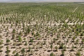 海外网评：为全球荒漠化环境治理贡献中国力量图片