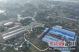 宜宾江安：壮大发展特色水产养殖助力乡村振兴图片