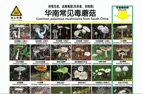 常德疾控健康提醒：谨防毒蘑菇，您一定要注意！图片
