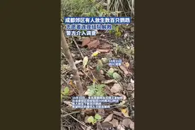 成都郊区有人放生数百只鹦鹉，志愿者连夜组队解救，警方介入调查图片