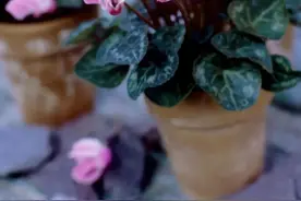 经过一个夏季的休眠，该如何“唤醒”仙客来？丨小叶子有“花”招图片