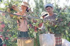 苹果熟了！四川盐源迎来苹果丰收季，红苹果“甜蜜上市”图片