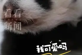 奶凶奶凶！旅俄大熊猫“丁丁”幼崽长大了图片