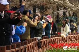青岛繁花集|春日踏青好去处，中山公园郁金香花开正盛图片