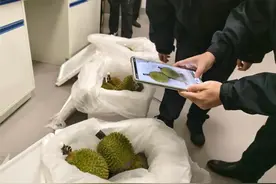 当季首批！猫山王鲜食榴莲“打飞的”抵达成都图片