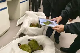 当季首批！猫山王鲜食榴莲“打飞的”抵达成都图片