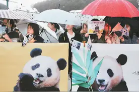 旅韩大熊猫“福宝”启程回国抵达成都图片