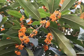 十日谈 | 戴薇薇：天香云外飘图片