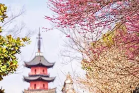 美得超震撼！浙江的宝藏梅花秘境，春节赏梅正当时图片