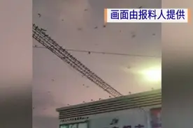 广东一社区大量燕子聚集，一不留神就会“惹屎上身”图片