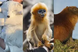南方小土豆表白东北小狐狸图片