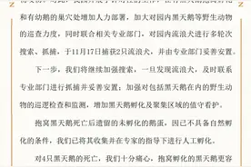圆明园回应4只黑天鹅死亡：均为动物咬伤图片