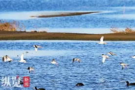 燕赵环保世纪行｜河北南大港湿地和鸟类省级自然保护区：精心筑就生态巢 十万候鸟来“报到”图片
