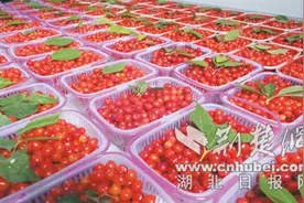 万亩红樱桃笑迎八方客——房县樱桃采摘季活动综述图片