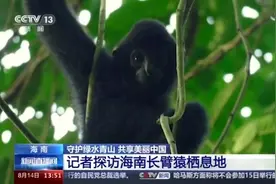 央媒看海南丨翻山越岭来看你！探访海南长臂猿家族栖息地图片