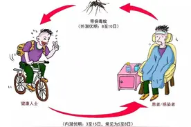 5月进入登革热流行季 出现这些症状请立即就医图片