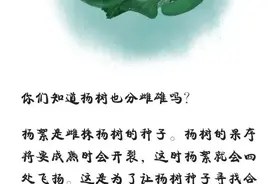 又“飘雪”了？防范飞絮“骚扰”，了解气象知识很有必要！图片