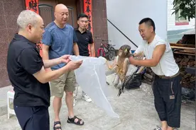 陕西镇巴成功救助一只“猛禽之王”图片