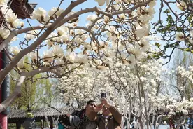 春光明媚 大明湖畔桃红柳绿 赏花正当时图片