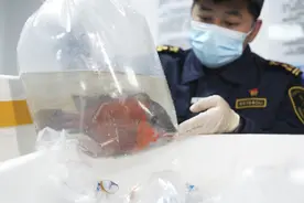 非洲观赏鱼首次“游”进湖南图片