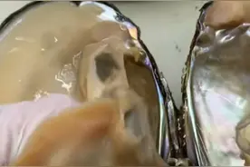 对“开蚌取珠”上头的年轻人：花了几万元赚回一杯奶茶钱，价格便宜容易冲动消费图片